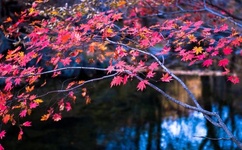 宠物小精灵世界之旅攻略